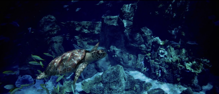 The Turtle — UAE Yeosu World Expo film still 3